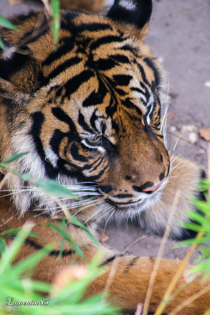 Tigre - Zoo de Beauval